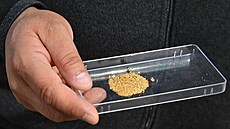 V Uzbekistánu propukla zlatá horeka. (7. bezna 2024)