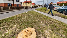 Kácení strom v hradecké ulici Na Drahách vzbudilo nevoli na sociálních sítích....