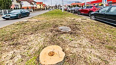 Kácení strom v hradecké ulici Na Drahách vzbudilo nevoli na sociálních sítích....