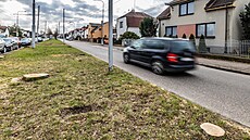 Kácení strom v hradecké ulici Na Drahách vzbudilo nevoli na sociálních sítích....