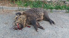 Policisté zast�elili agresivního divo�áka. který na Plze�sku napadl a vá�n�...