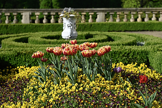Cibuloviny v KvÄtn© zahradÄ v KromÄř­ži rozkvetly o mÄs­c dř­v, než je obvykl©