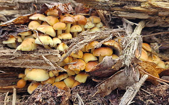 Letní houba tepenitka svazitá vyrostla u v jarních týdnech.