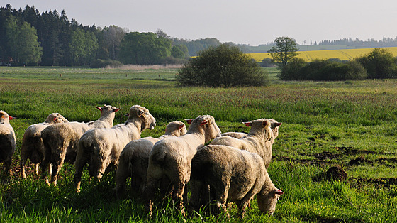 Pastva stáda ovcí na podmáených loukách mezi Vepíkovem a obcí Kámen zaala...