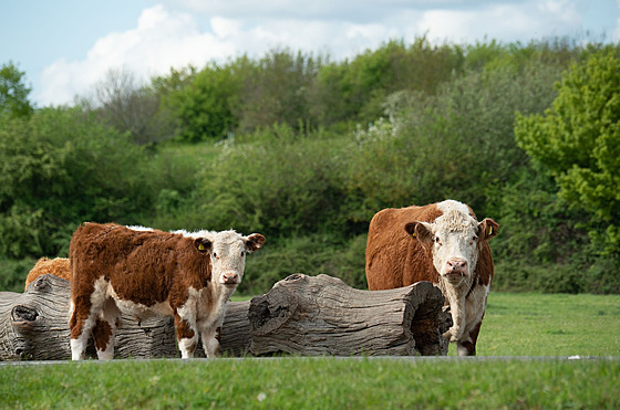 ilustra�ní snímek