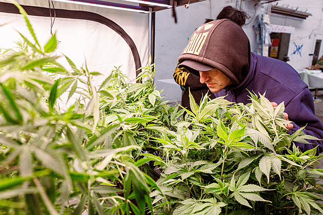 Konopí pomáhá ke zrání sýra a staví se z něj domy. Zázračné účinky ukáže Growfest Konopí pomáhá ke zrání sýra a staví se z něj domy. Zázračné účinky ukáže Growfest