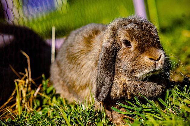 Matka s dcerou utýraly králíka na dětském hřišti, na atrakcích padl vyčerpáním