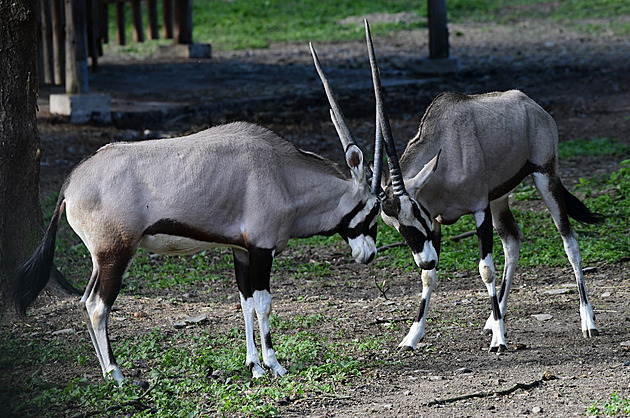Olomoucká zoo je velmi pyná na své stádo oryx. Letos je do výbhu pustila...
