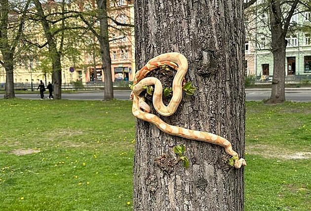Hadi na strom v parku u Albtiných lázní.