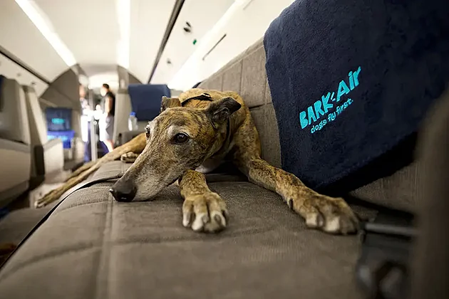 Nové aerolinky nabízejí letenky pro psy, cena začíná na 6 000 dolarech
