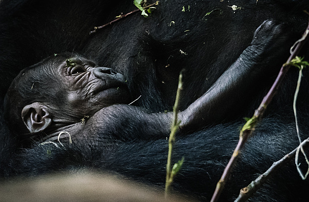 Gorilák Kisumu se v pražské zoo činí. Narodil se mu letos už druhý potomek