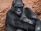 První snímek gorily Kijivu s erstv narozeným mládtem. (12. dubna 2024)