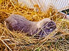 Rodina Vlastimila Such�ho chov� v Hrub�ic�ch na Prost�jovsku zakrsl� kr�l�ky...