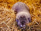 Rodina Vlastimila Such�ho chov� v Hrub�ic�ch na Prost�jovsku zakrsl� kr�l�ky...
