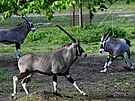 Olomouck� zoo je velmi py�n� na sv� st�do oryx�. Letos je do v�b�hu pustila...