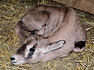 Olomouck� zoo je velmi py�n� na sv� st�do oryx�.
