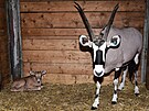 Olomouck� zoo je velmi py�n� na sv� st�do oryx�.