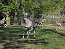 Olomouck� zoo je velmi py�n� na sv� st�do oryx�. Po�as� leto�n�ho jara umo�nilo...
