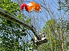 Hasii stahují paraglidistu, který uvázl v korun stromu patnáct metr nad...