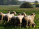 Pastva stáda ovcí na podmáených loukách mezi Vepíkovem a obcí Kámen zaala...