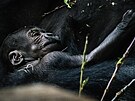 Nov narozené mlád gorily níinné v praské Zoo. (12. dubna 2024)