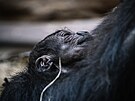 Nov narozené mlád gorily níinné v praské Zoo. (12. dubna 2024)