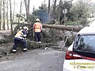 Na Rokycansku spadl strom pímo na projídjící auto. idika zstala v aut...