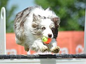 Flyball je sport i zábava pro temperamentní psy vech velikostí i plemen.