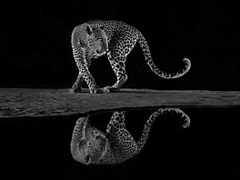 Vítzem kategorie ernobílé fotky se stal zrcadlící se leopard Richarda Liho z...