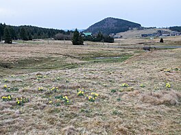 Osada Jizerka, 8. 4. 2024 - jarní narcisy