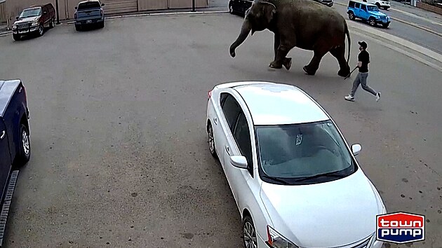 Slonice Viola utekla z cirkusu a zastavila dopravu v Montan