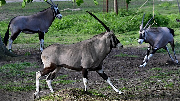 Olomouck zoo je velmi pyn na sv stdo oryx. Letos je do vbhu pustila dve, ne bv zvykem.