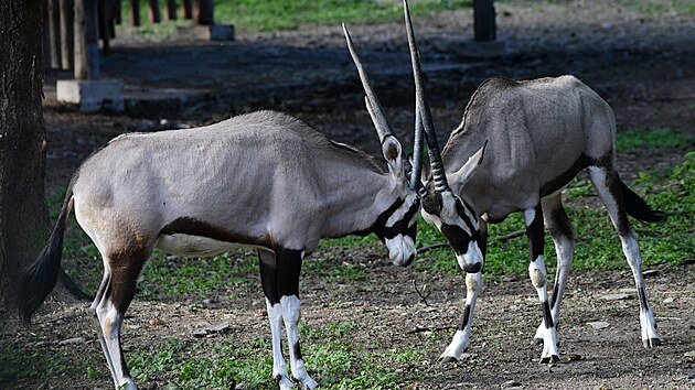 Olomouck zoo je velmi pyn na sv stdo oryx. Letos je do vbhu pustila dve, ne bv zvykem.