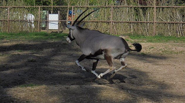 Olomouck zoo je velmi pyn na sv stdo oryx. Poas letonho jara umonilo chovatelm pustit stdo do venkovnch vbh dve, ne bv obvykl.