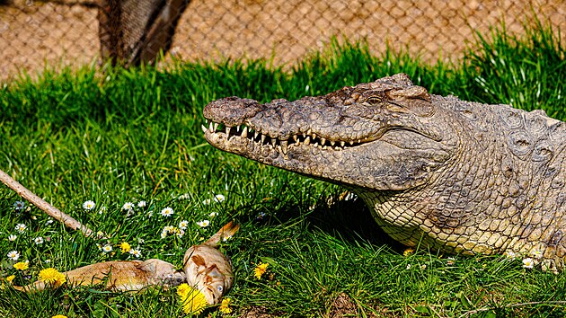 Jaromr Bata z Klopiny na umpersku chov na zahrad svho domu tmetrovho, pes metrk vcho krokodla nilskho.