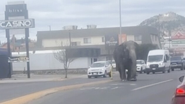 V americkm msteku Butte utekla z cirkusu slonice, pobhala mezi auty na run silnici.