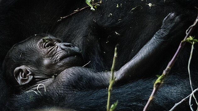 Nov narozen mld gorily ninn v prask Zoo. (12. dubna 2024)