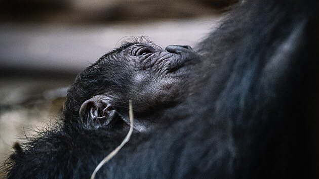 Nov narozen mld gorily ninn v prask Zoo. (12. dubna 2024)