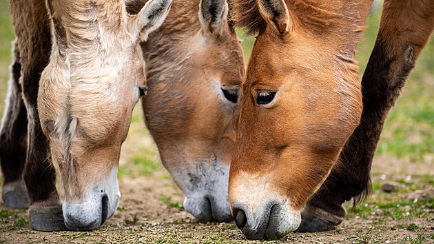 Kon Pevalskho v chovn a aklimatizan stanici Zoo Praha v Dolnm Dobejov na Beneovsku (16. dubna 2024)