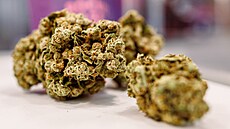 V areálu Nové Zbrojovky v Brn� se do ned�le koná první ro�ník festivalu konopí...