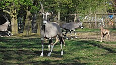 Olomoucká zoo je velmi pyná na své stádo oryx. Poasí letoního jara umonilo...