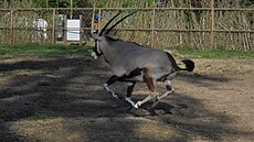 Olomoucká zoo je velmi pyná na své stádo oryx. Poasí letoního jara umonilo...