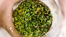 Pokusy s t�bou �eleza �i p�stováním rostlin ve vesmíru jsou sou�ástí festivalu...