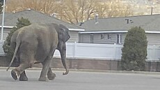 V americkém msteku Butte utekla z cirkusu slonice, pobíhala mezi auty na...