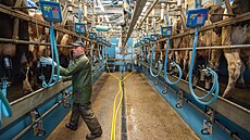Dojírna mléné farmy v Carmarthenshiru ve Walesu  (8. bezna 2023)