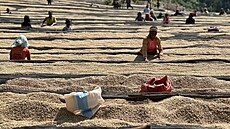 Sklize kávových zrn v etiopském Yirgacheffee (7. prosince 2023)