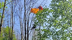 Hasii stahuj paraglidistu, kter uvzl v korun stromu patnct metr nad...