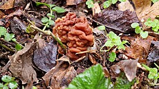 Jarní houba uchá obecný