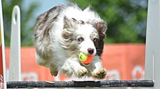 Flyball je sport i zábava pro temperamentní psy v�ech velikostí i plemen.