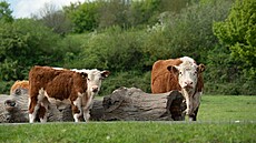 ilustra�ní snímek